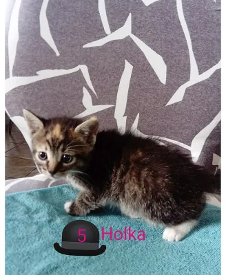 Daruji velikonoční koťátka